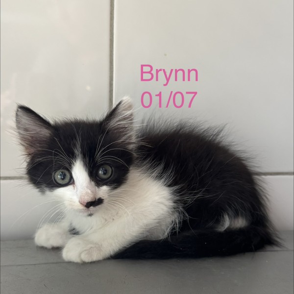 Brynn photo