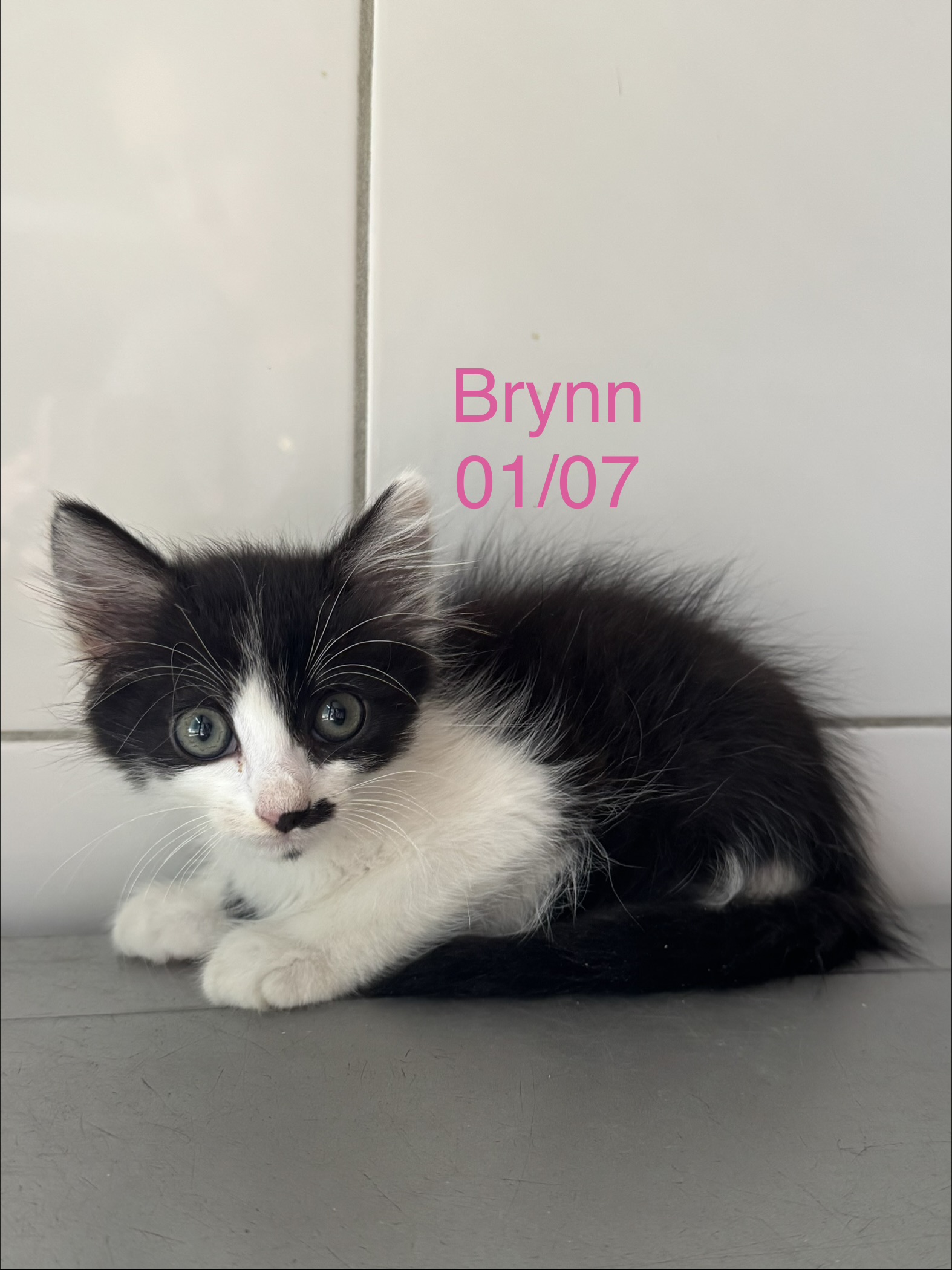 Brynn photo