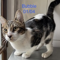 Bubble photo