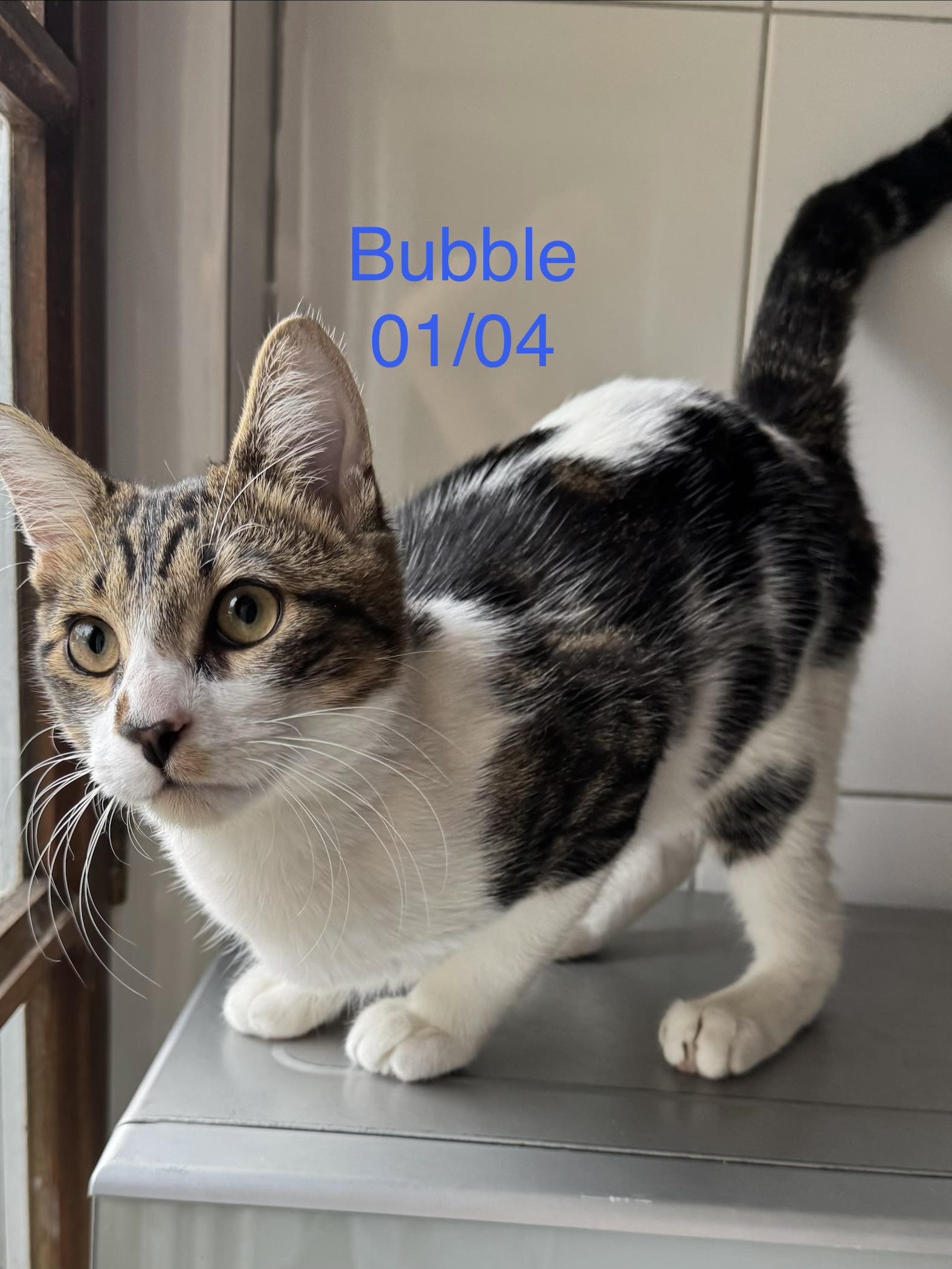 Bubble photo