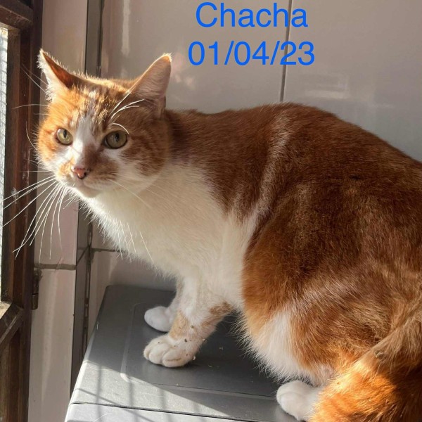 Chacha photo