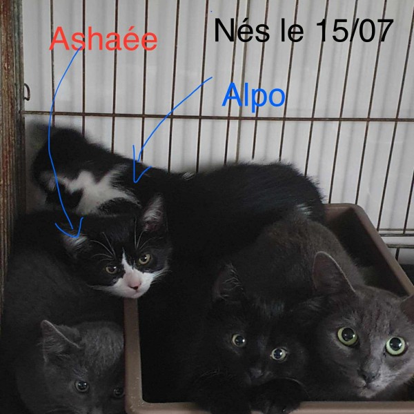 chatons photo