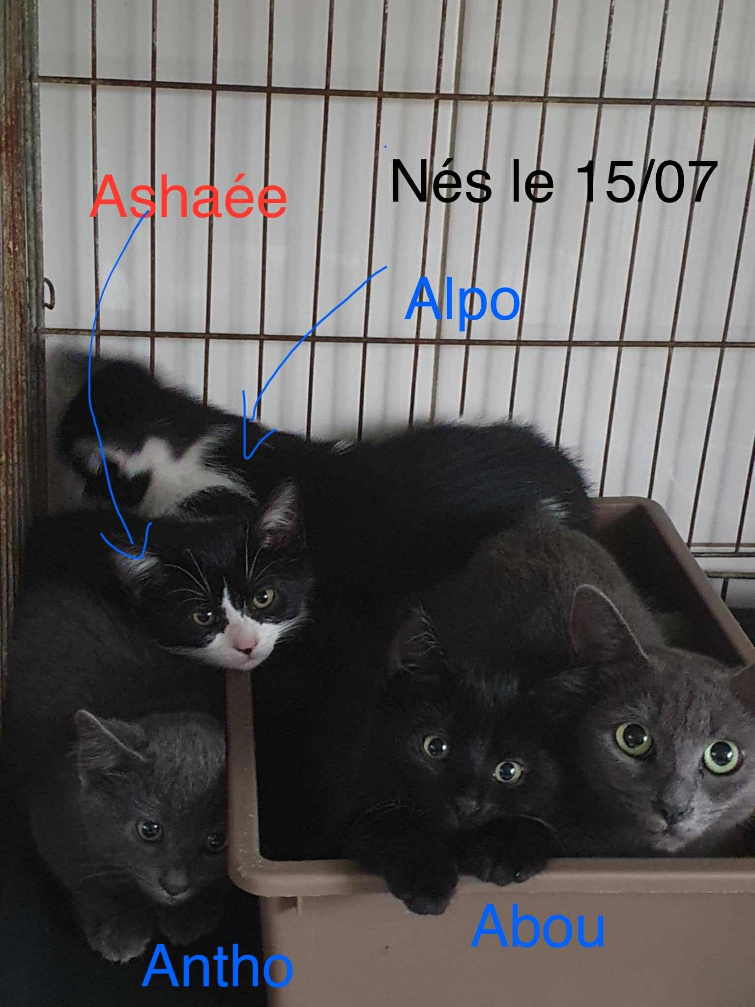 chatons photo