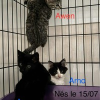 chatons photo