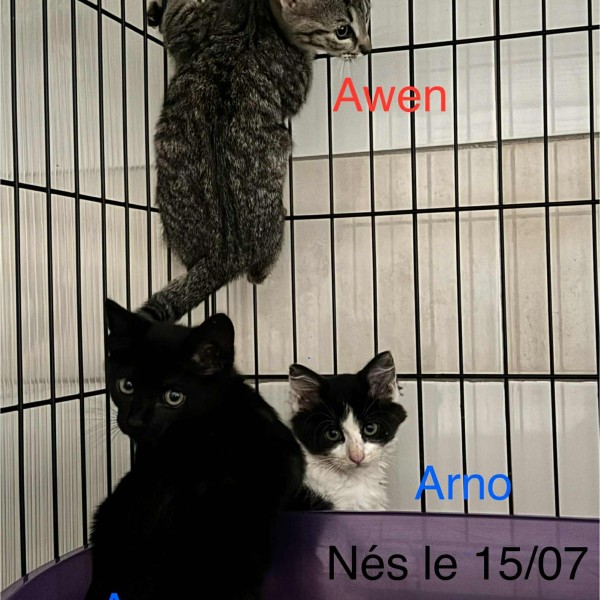 chatons photo