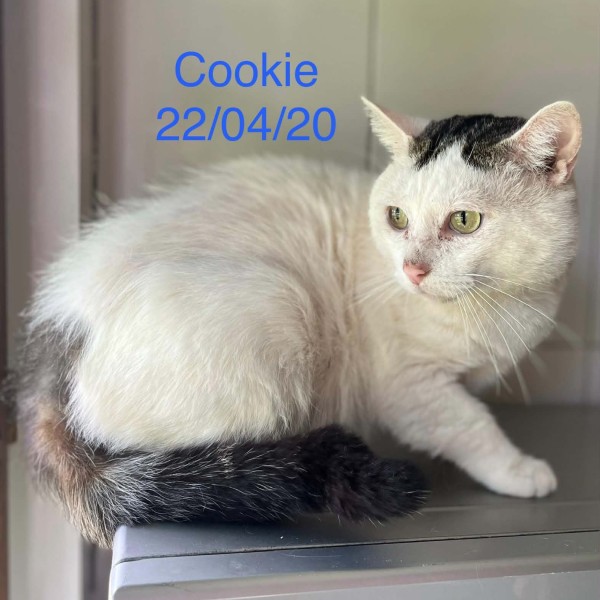 Cookie photo