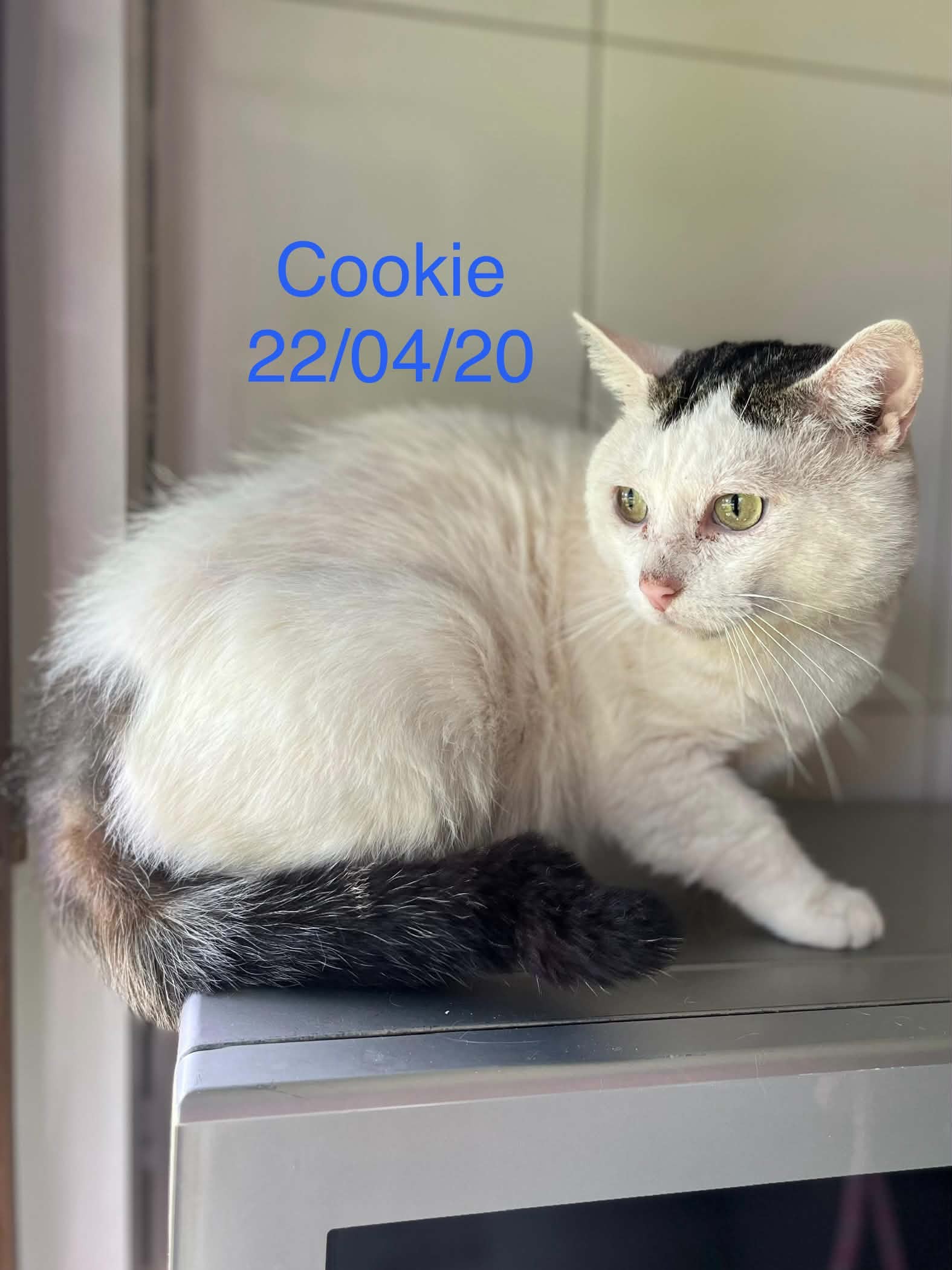 Cookie photo