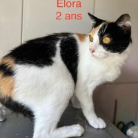 Elora photo