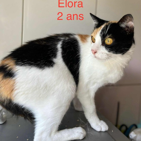 Elora photo
