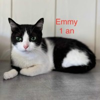 Emmy photo
