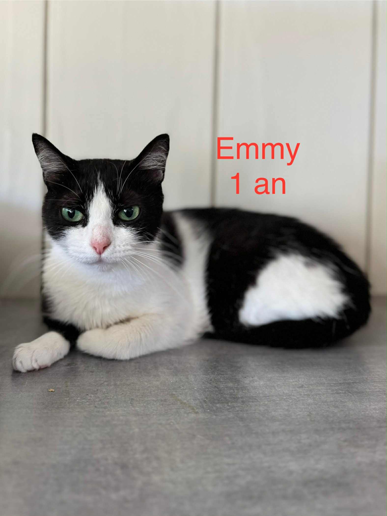 Emmy photo