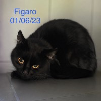 Figaro photo
