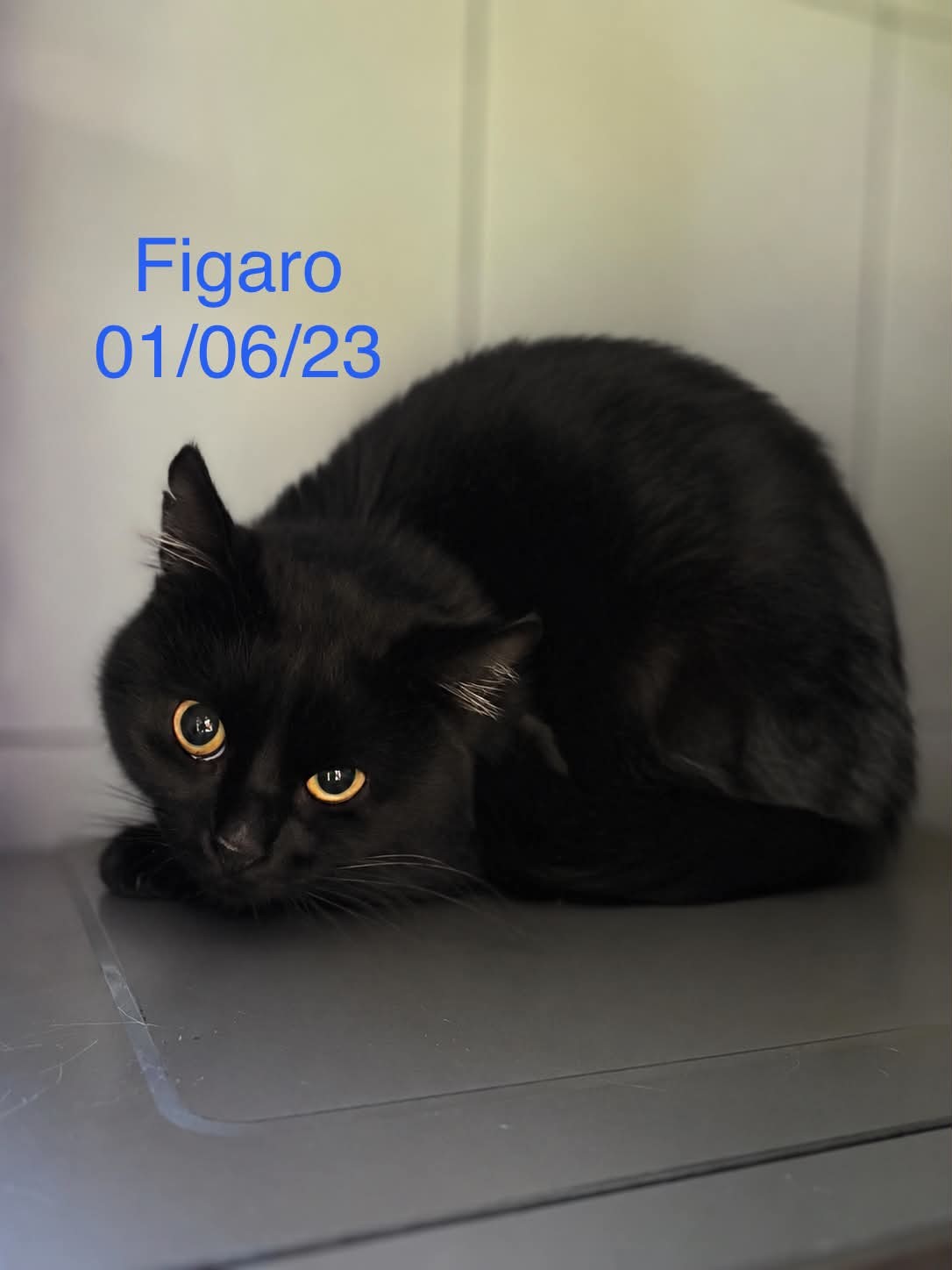 Figaro photo