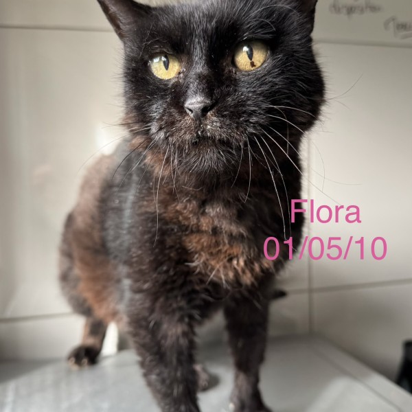 Flora photo