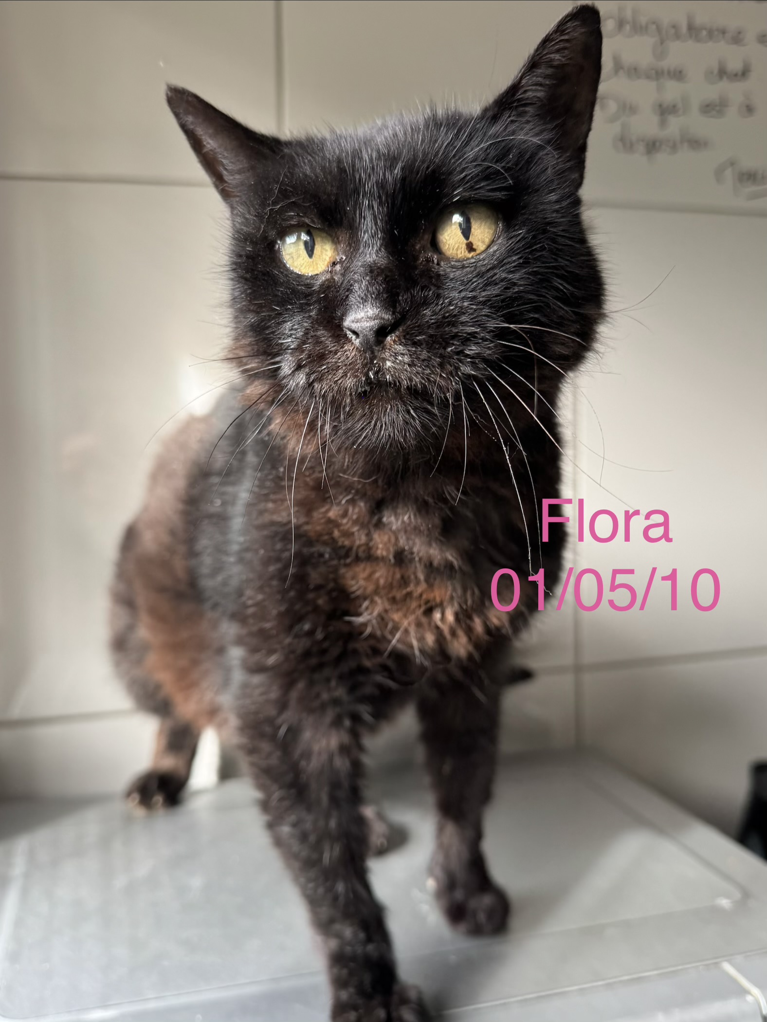 Flora photo