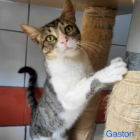 Gaston photo