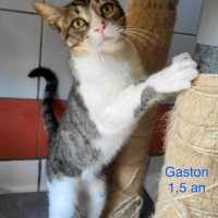 Gaston photo