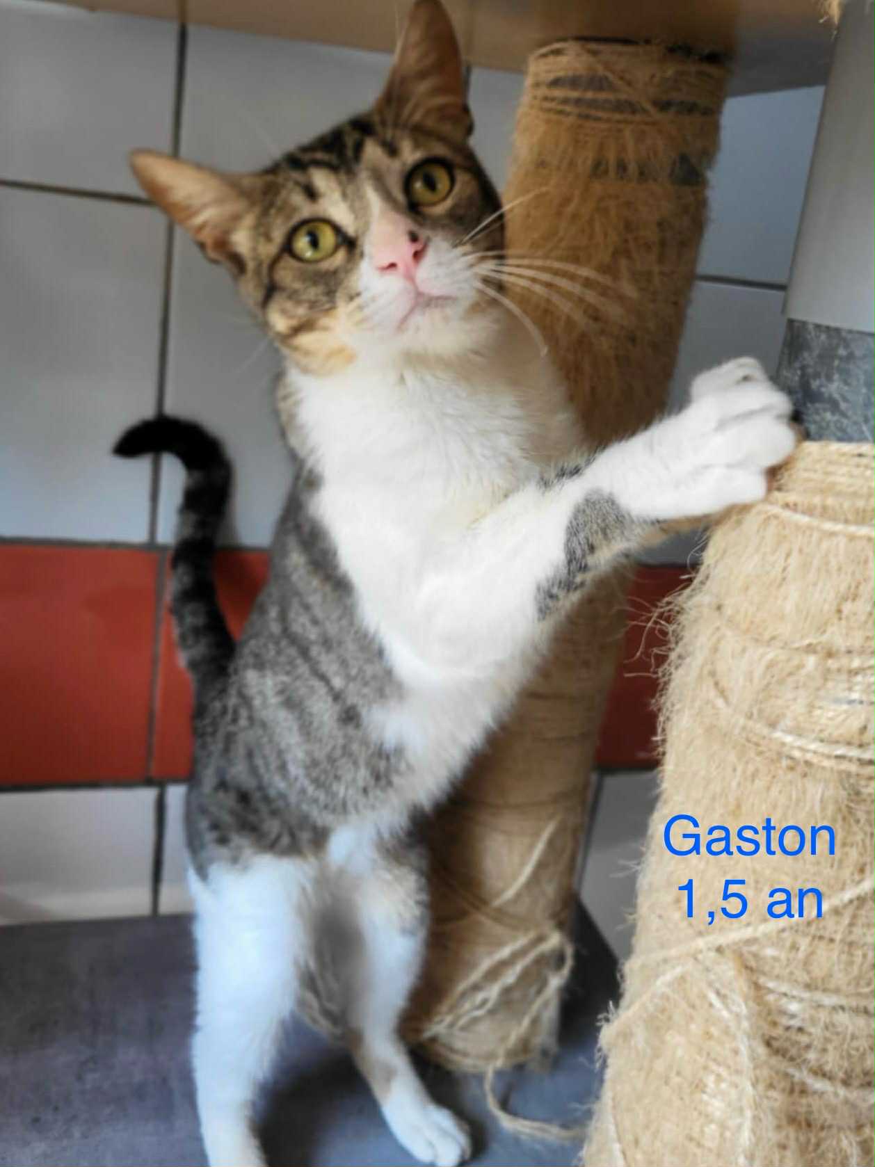 Gaston photo