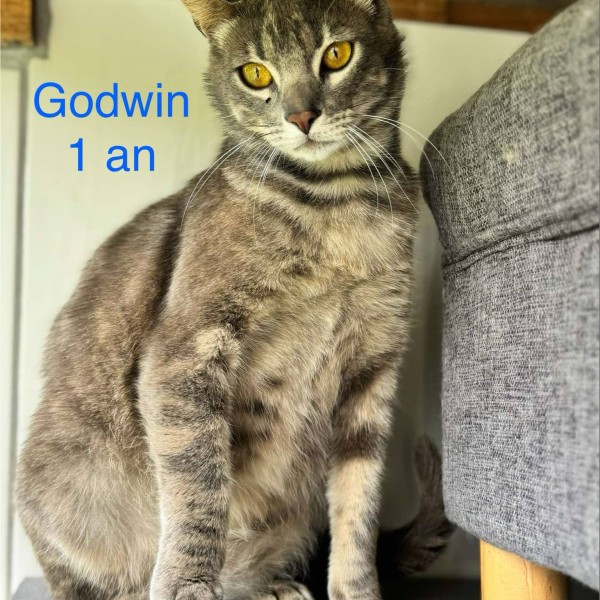 godwin photo