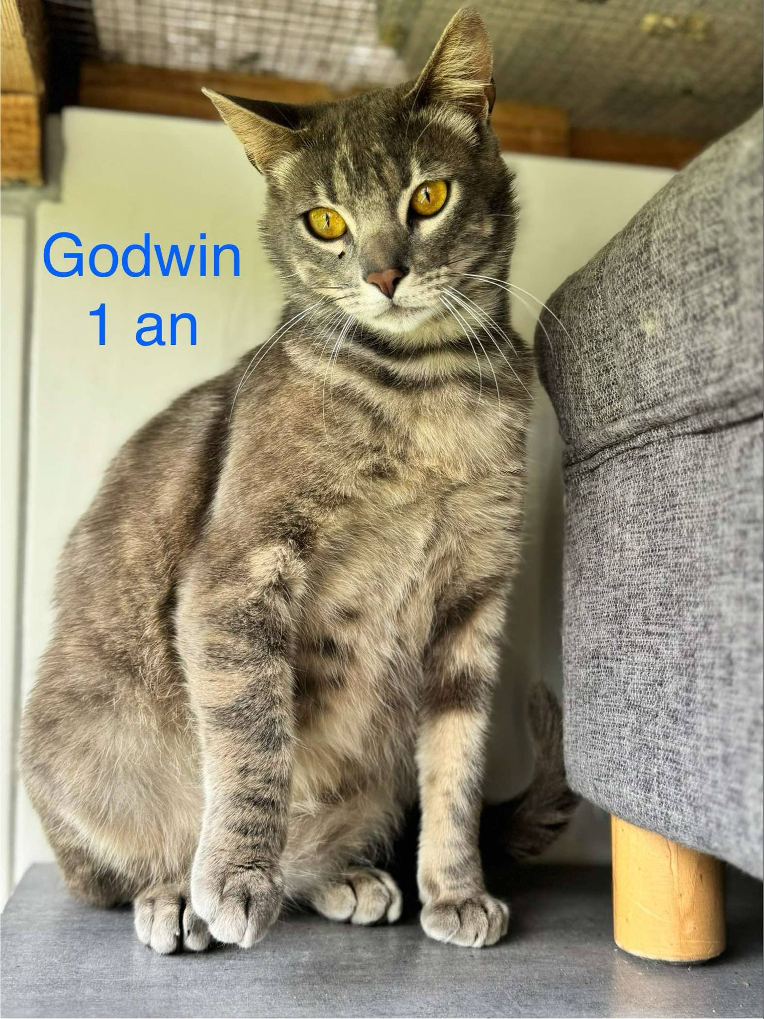 godwin photo