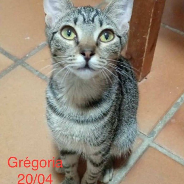 Gregoria photo