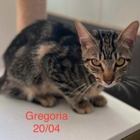 Gregoria photo