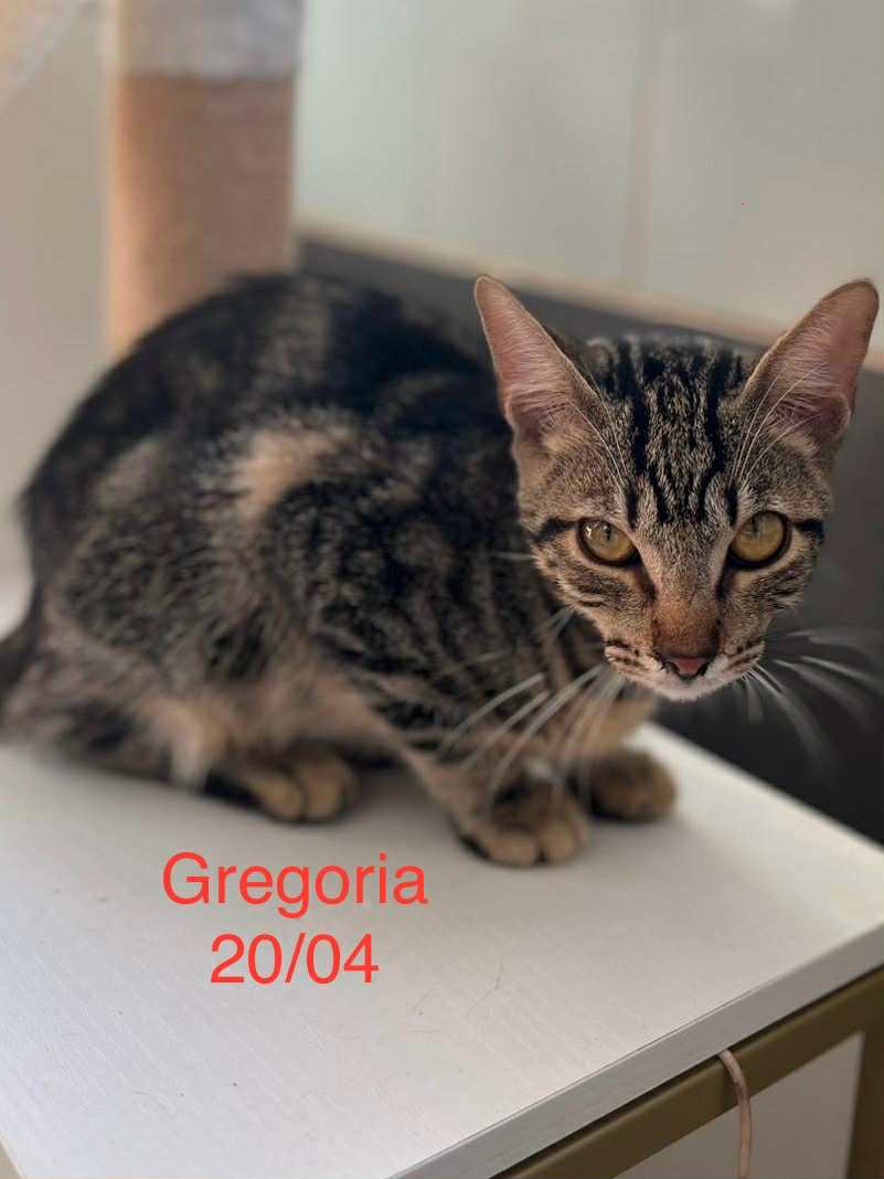 Gregoria photo