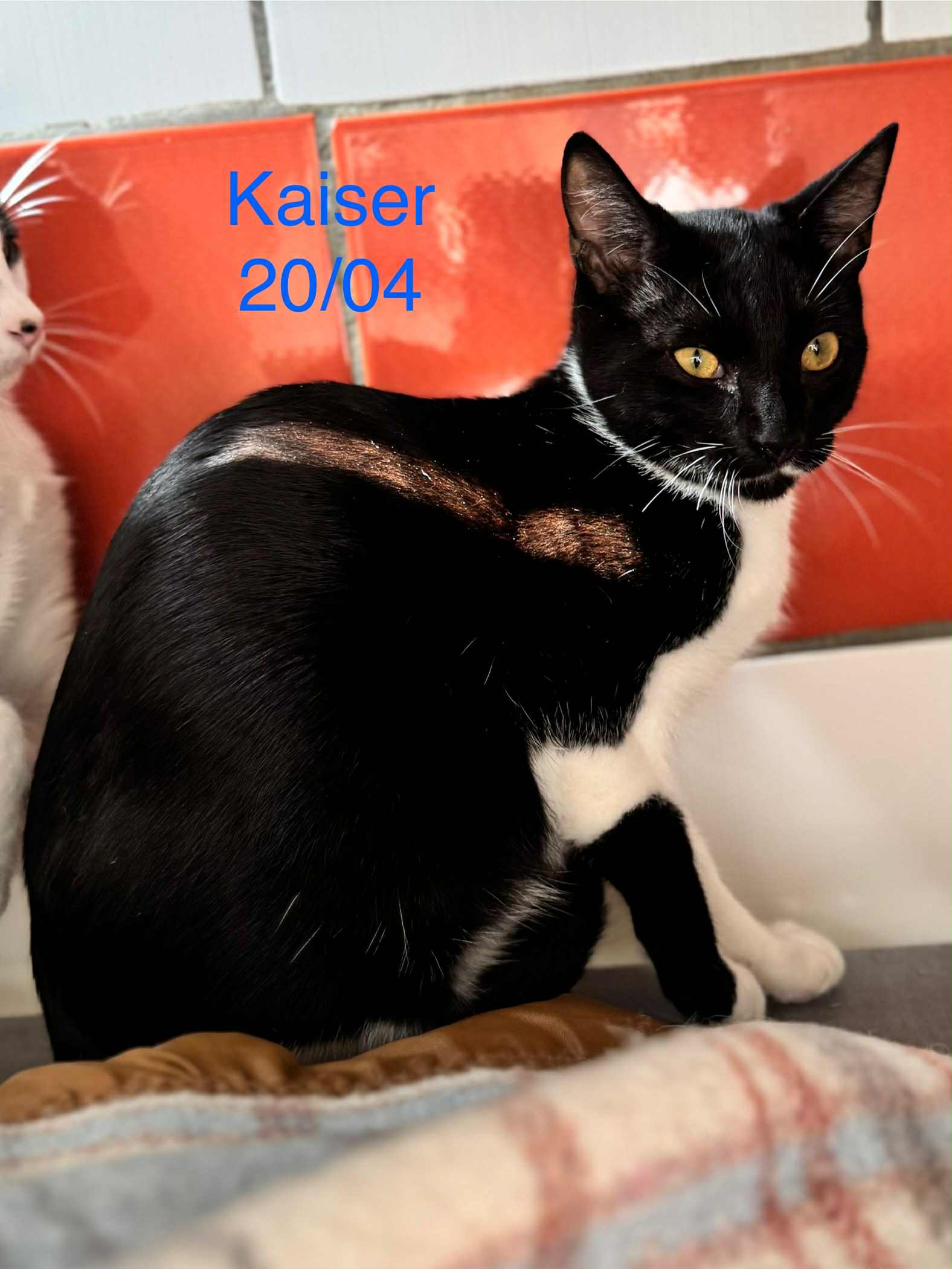 Kaiser photo