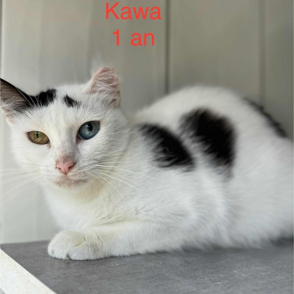 Kawa photo