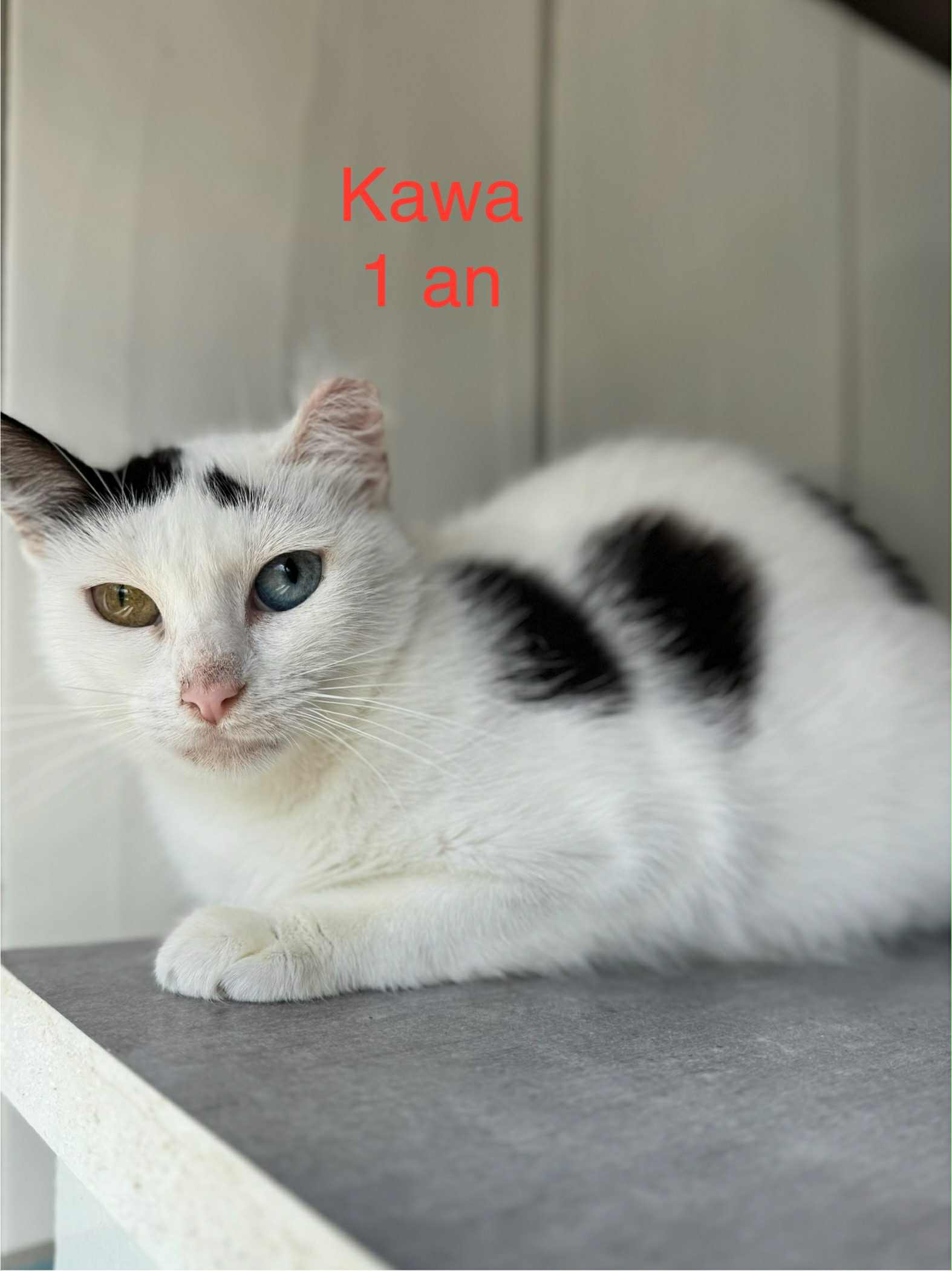 Kawa photo