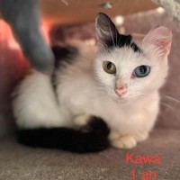 Kawa photo