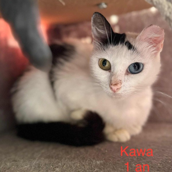 Kawa photo