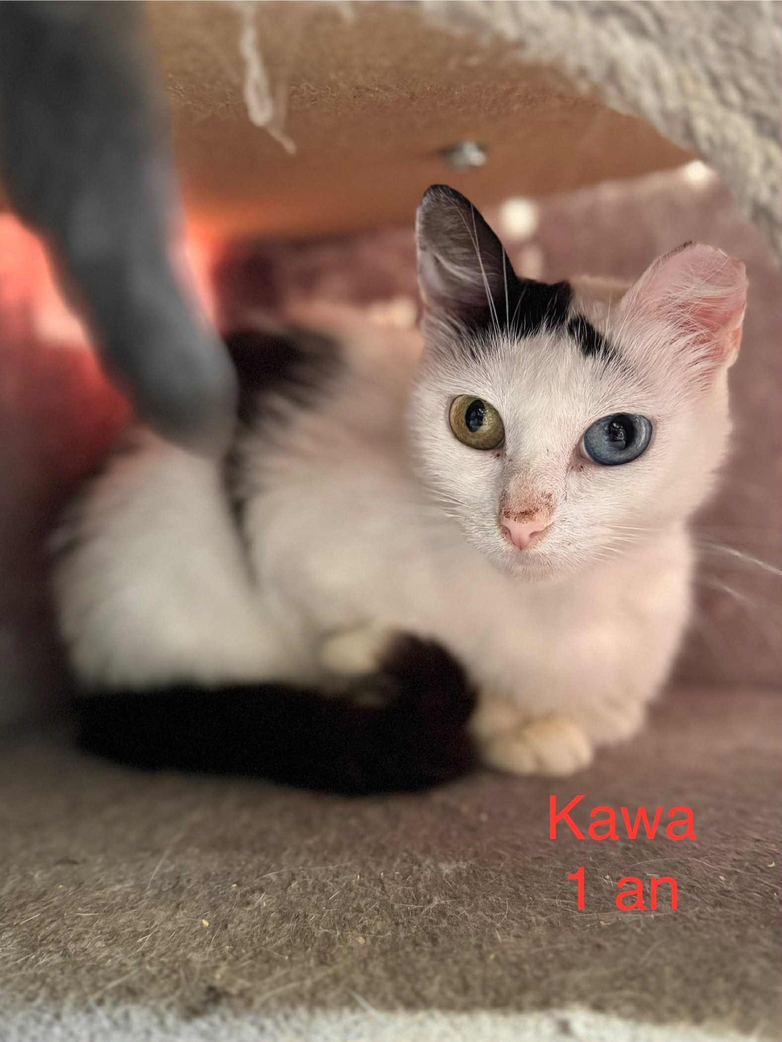 Kawa photo