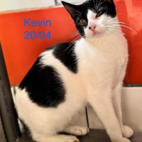 Kevin photo