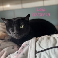 Leia photo