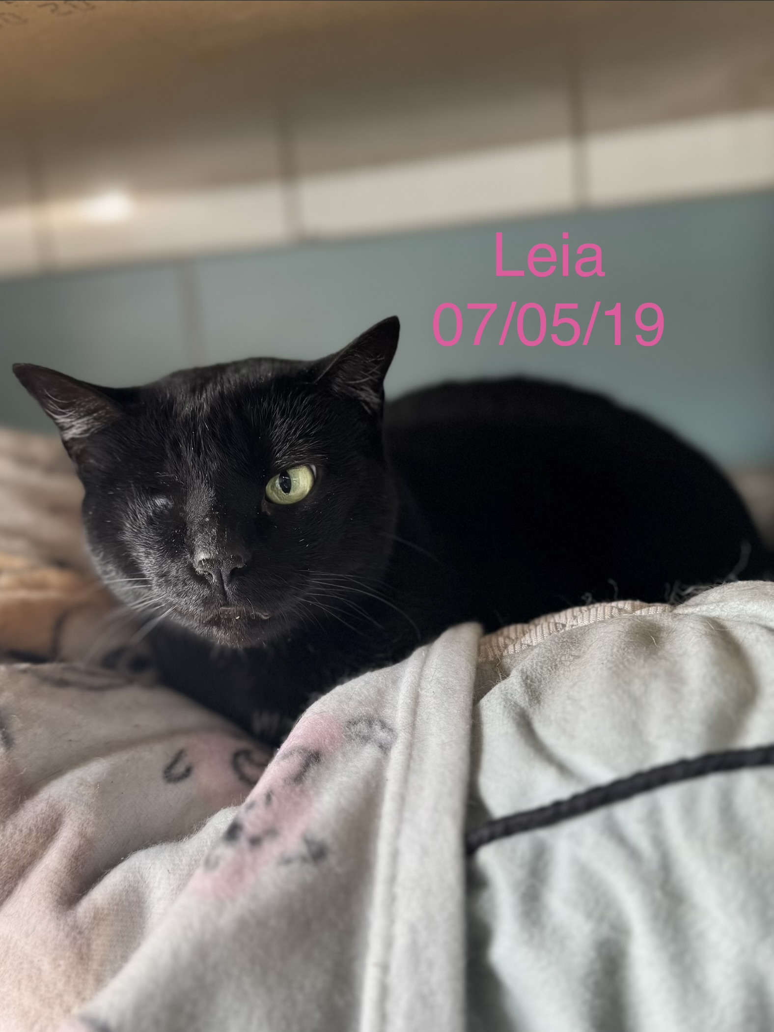 Leia photo