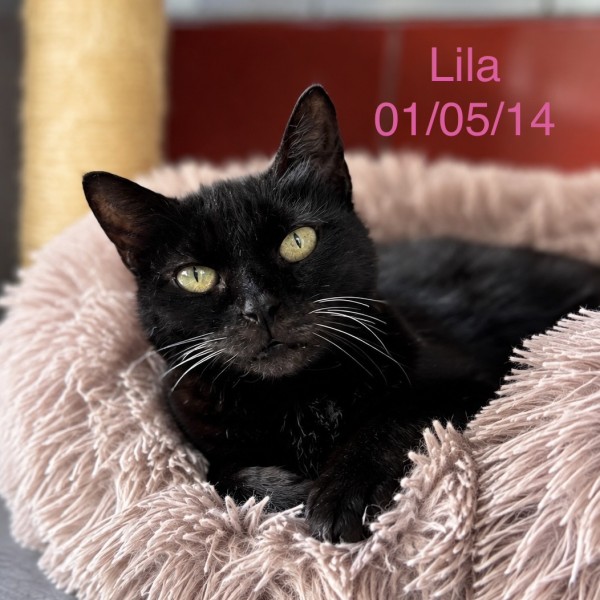 Lila photo
