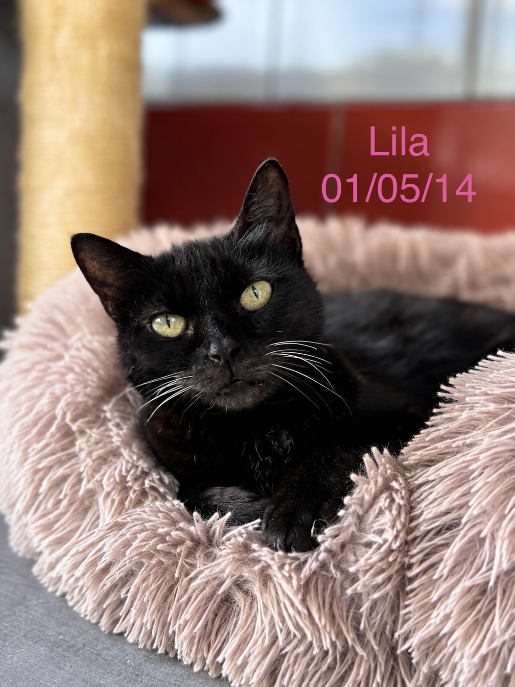 Lila photo
