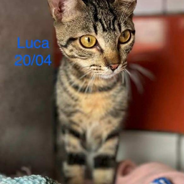 Luca photo