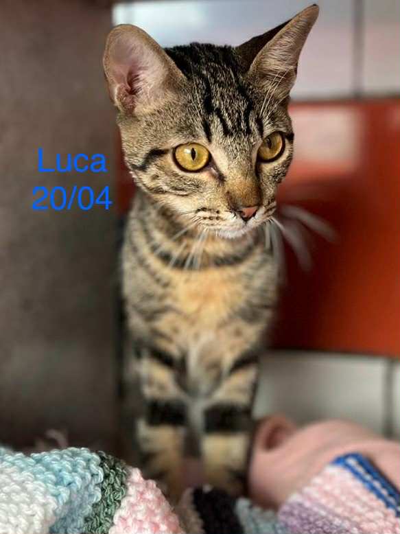 Luca photo