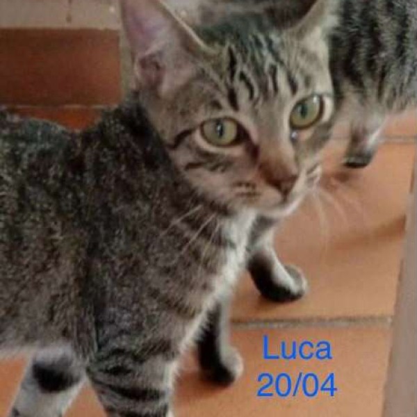 Luca photo