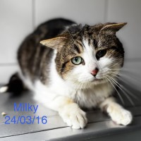 Milky photo