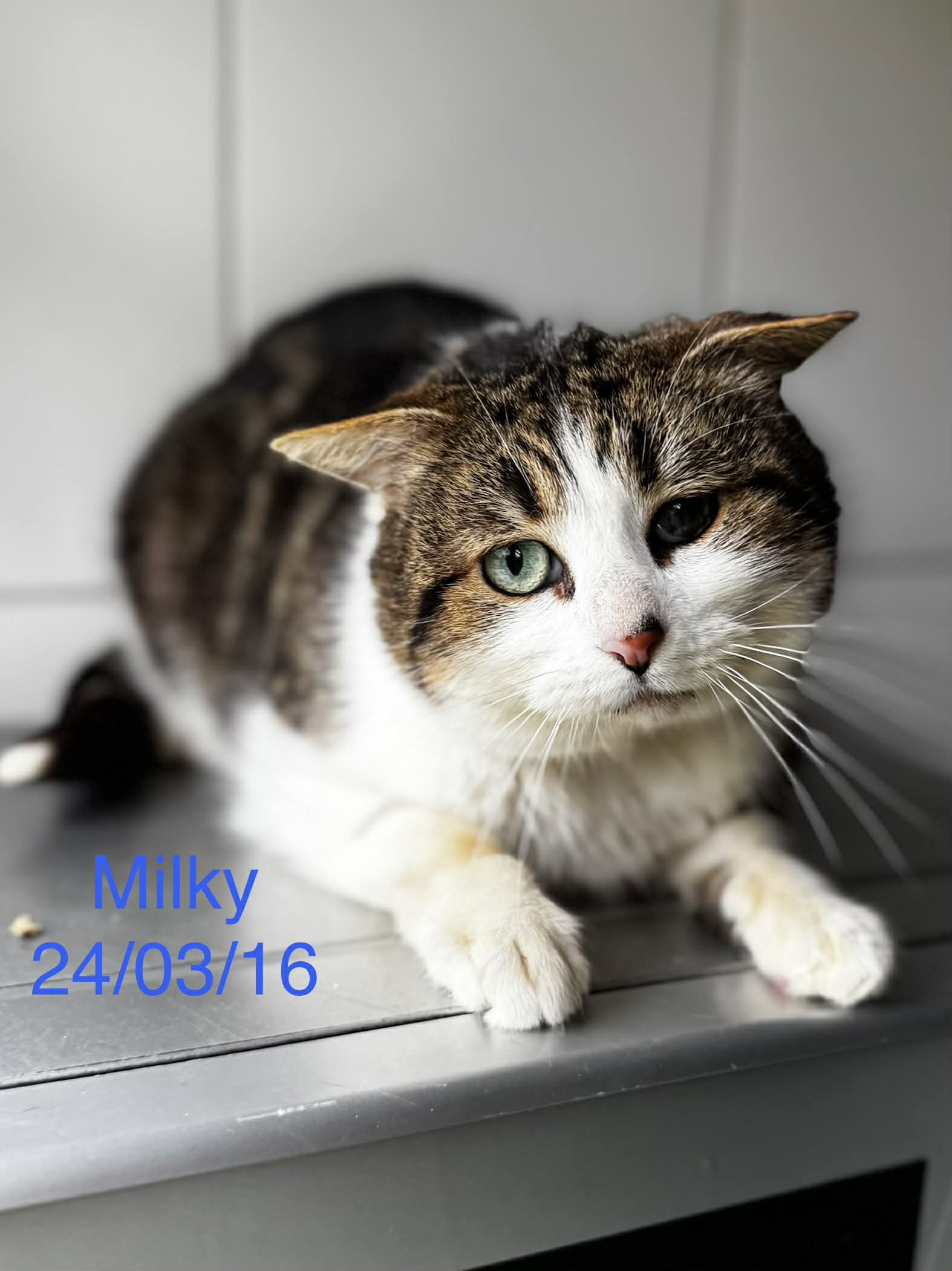 Milky photo