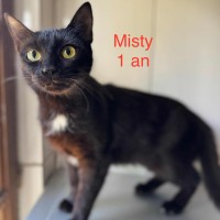 Misty photo