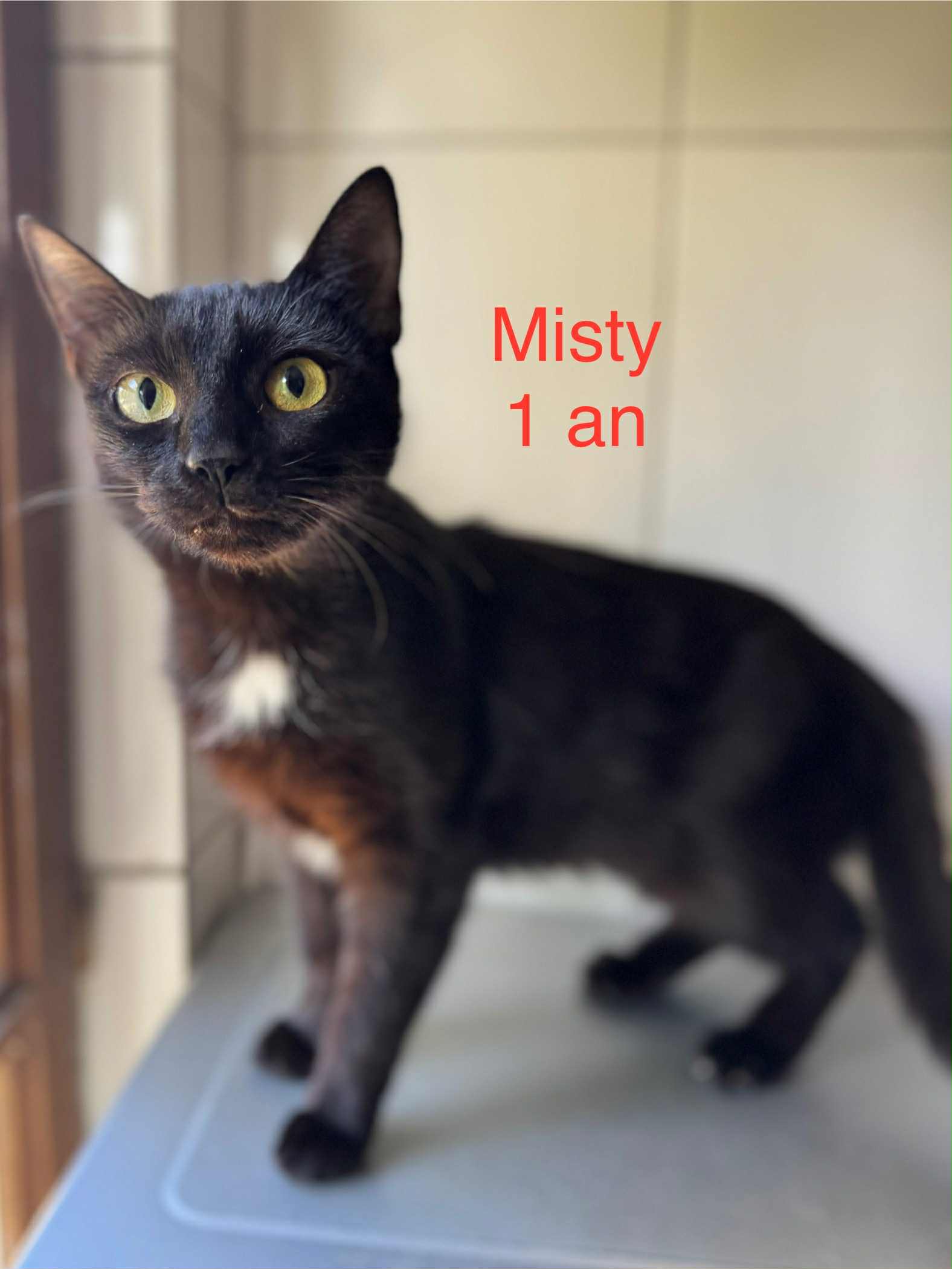 Misty photo