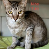 Nine photo