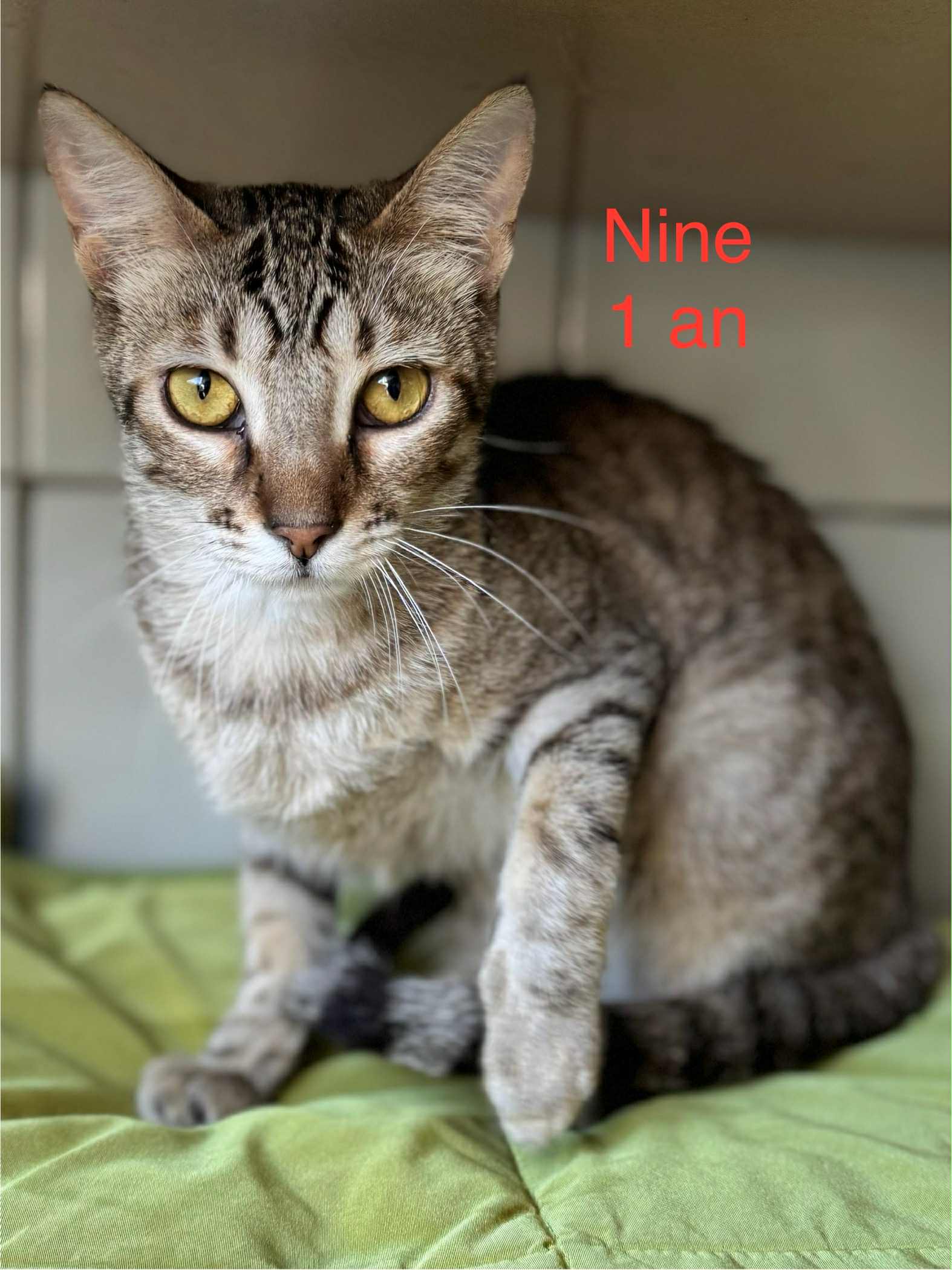 Nine photo