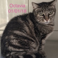 Octavia photo