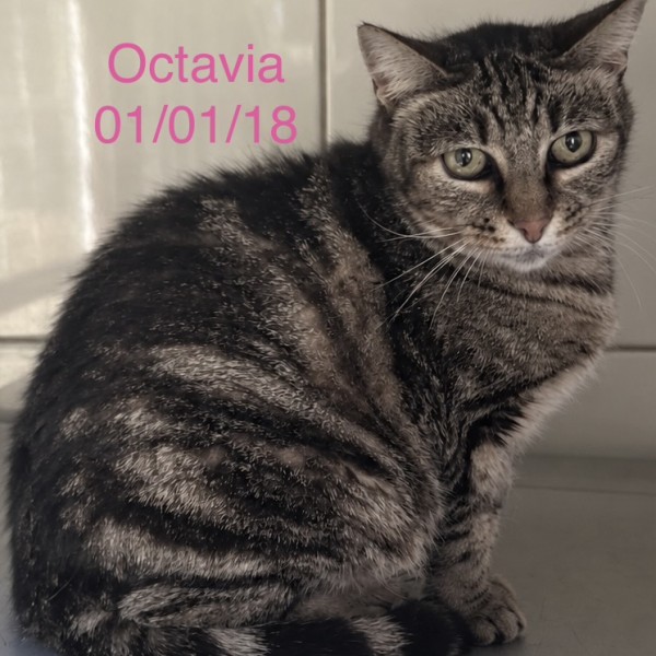 Octavia photo
