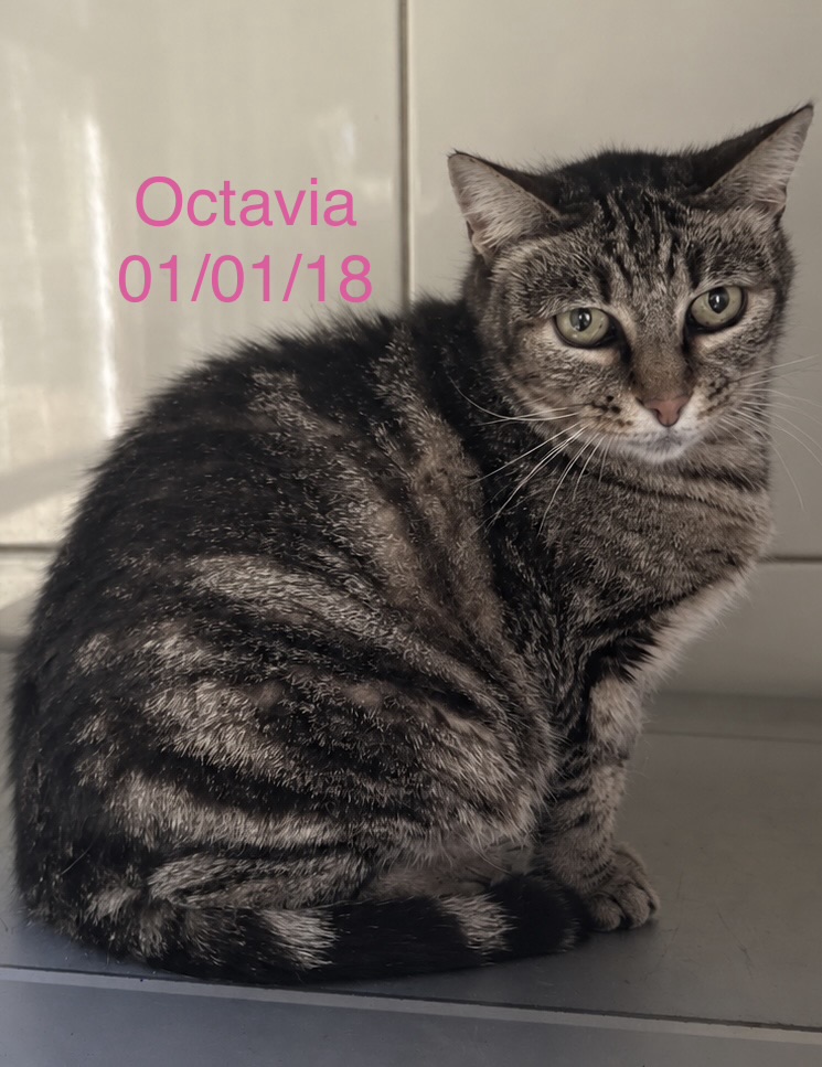 Octavia photo